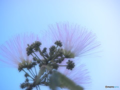 ネムノキと青空