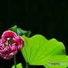 pure heart