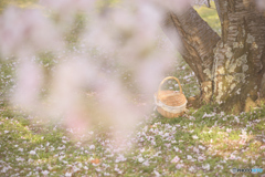 Spring's Forgotten