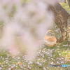 Spring's Forgotten