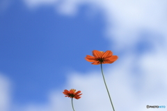 青空と雲と秋桜