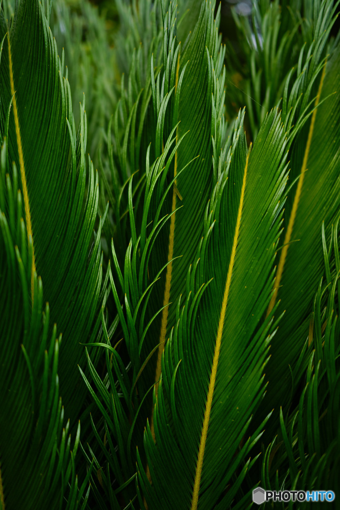 green leaves