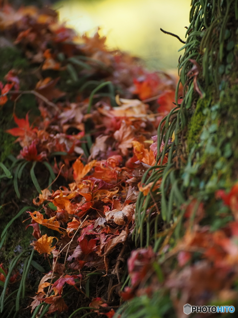 fallen leaves