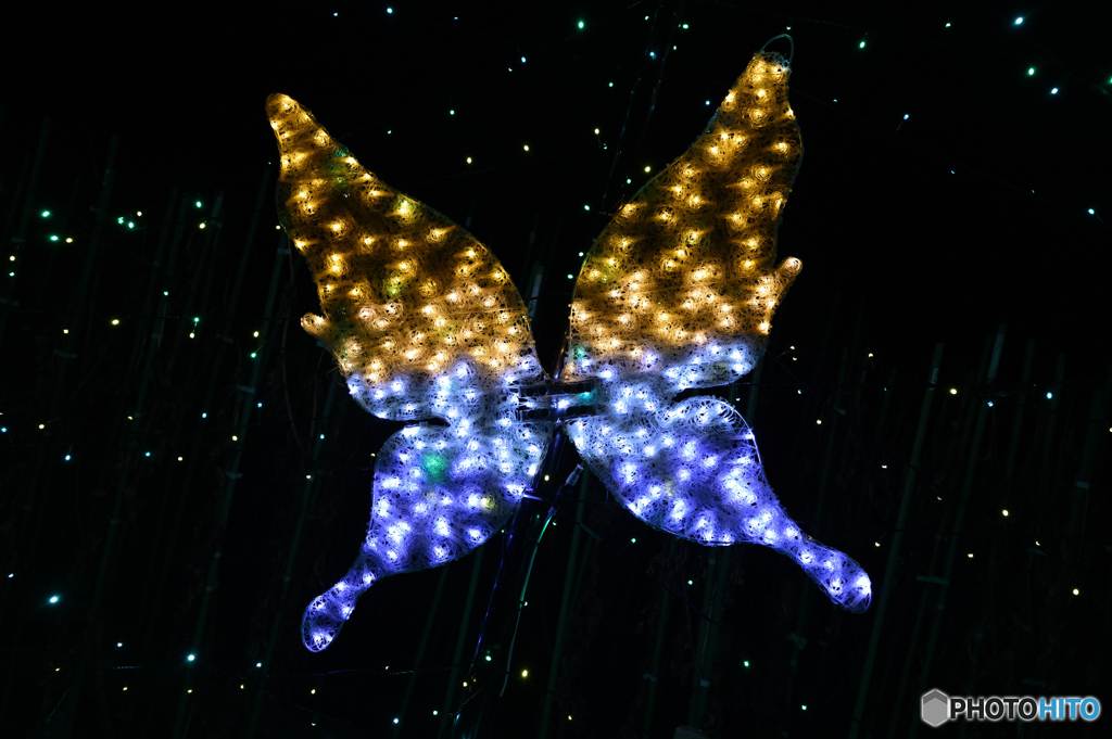 Butterfly of the night