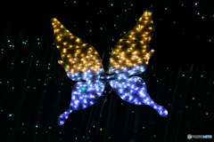 Butterfly of the night
