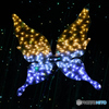 Butterfly of the night