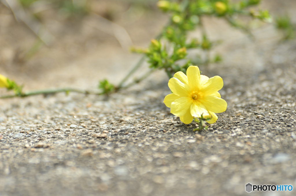 Falling flowers
