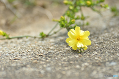 Falling flowers