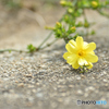 Falling flowers