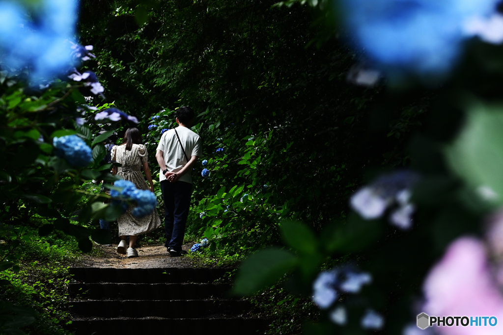 紫陽花の道ⅱ