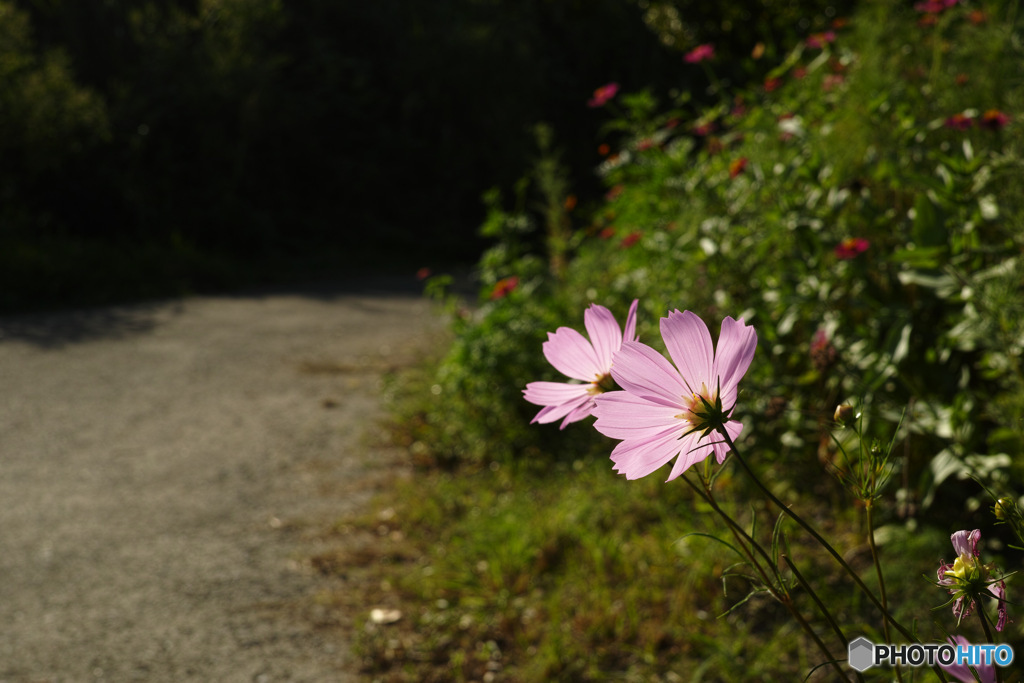 小道の秋桜