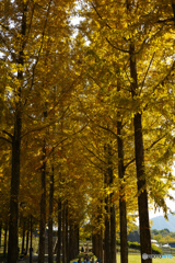 Under the metasequoia trees