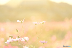 bathed in the sunset glow