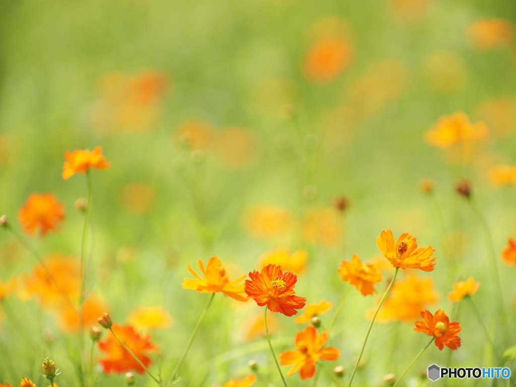 Orange＆Green