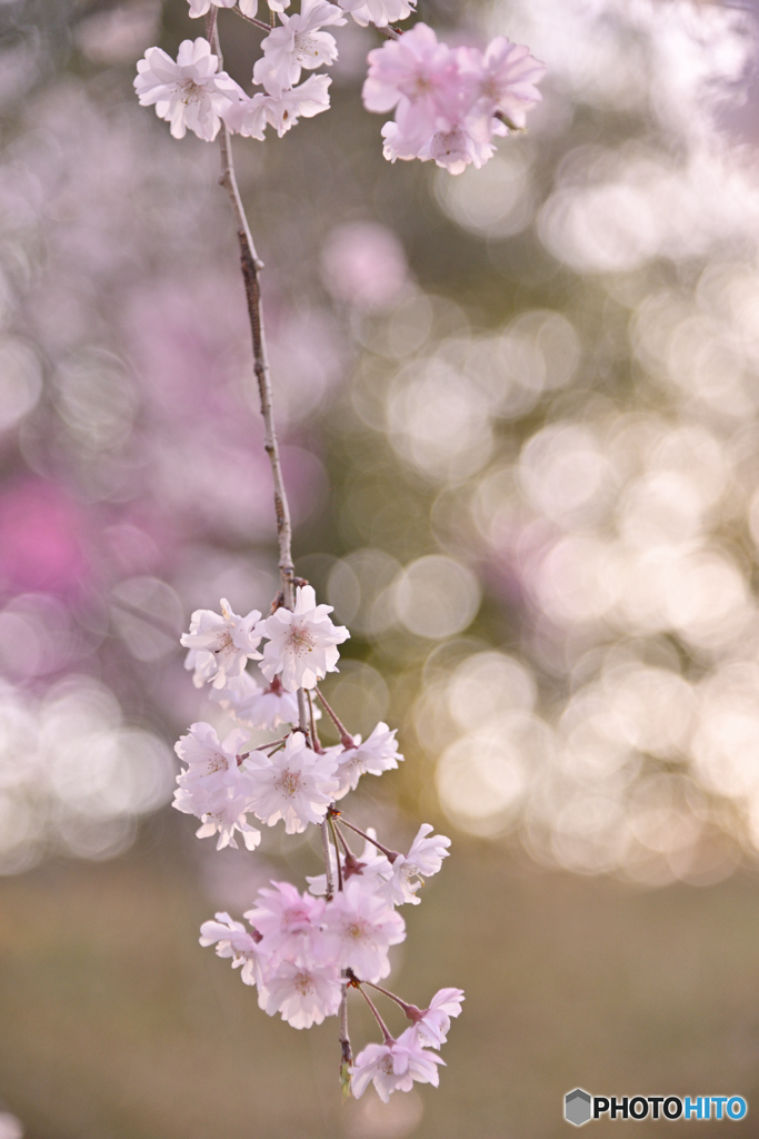 a weeping cherry