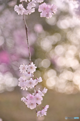 a weeping cherry