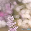 a weeping cherry