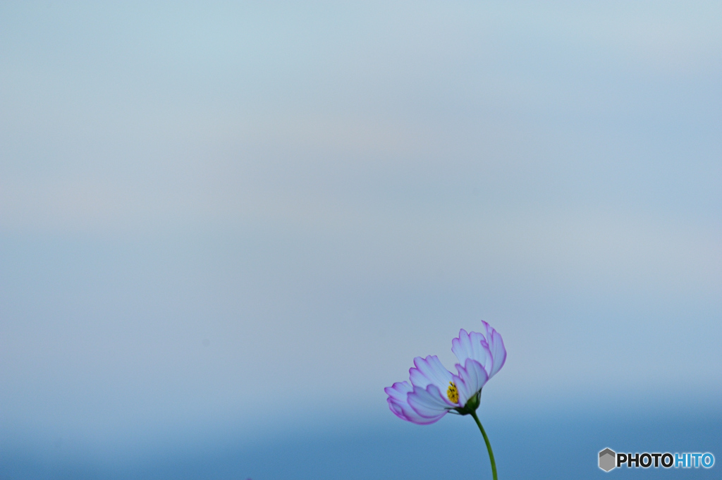 秋桜