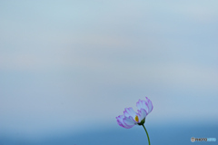 秋桜