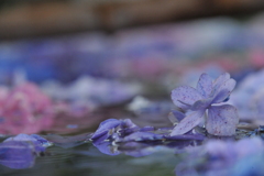 花手水02
