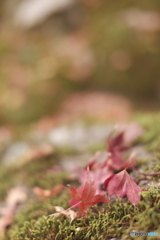 fallen autumn leaves