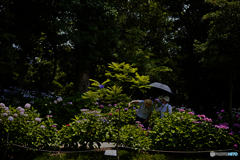 紫陽花道ⅲ