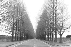 Metasequoia Avenue