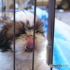 angel in the cage01
