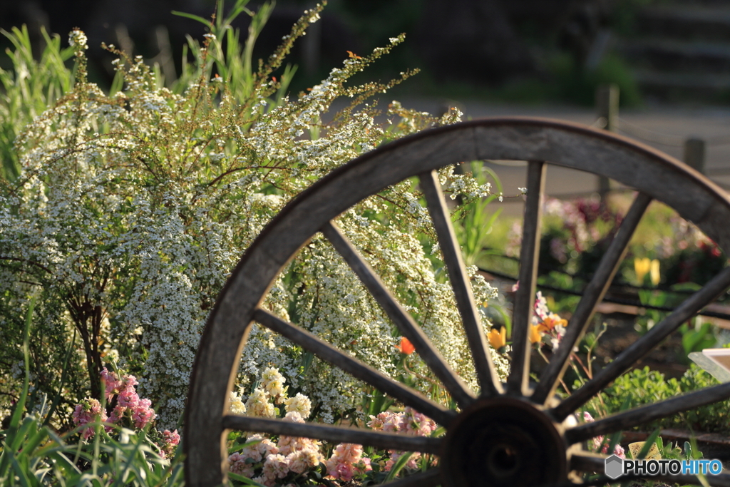 flower bed