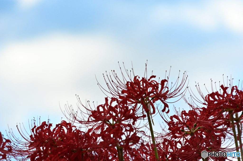 彼岸花と空
