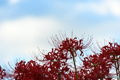 彼岸花と空