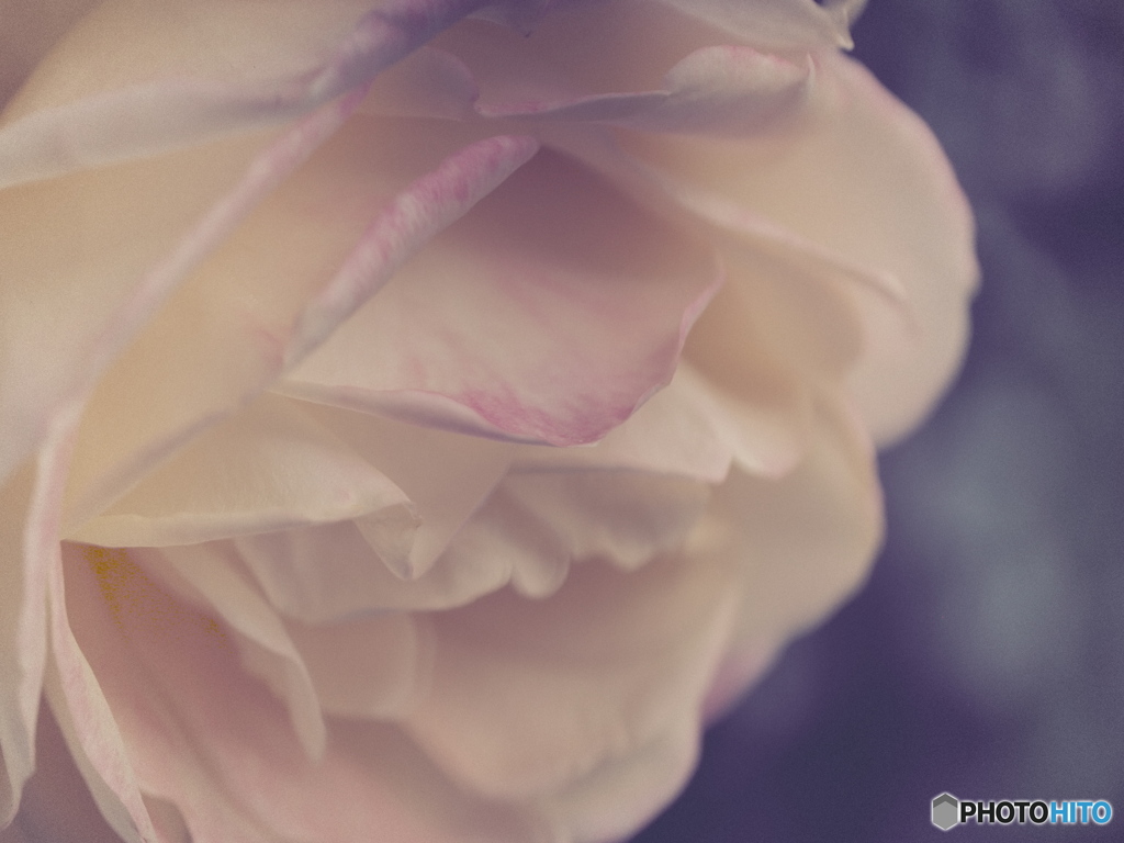 薔薇
