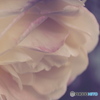 薔薇