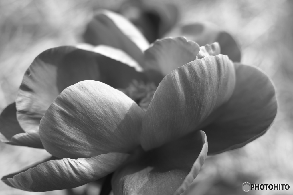 Peony