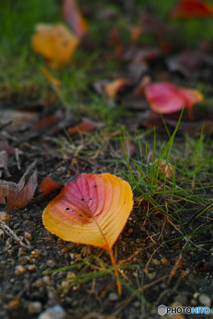 autumn leaves