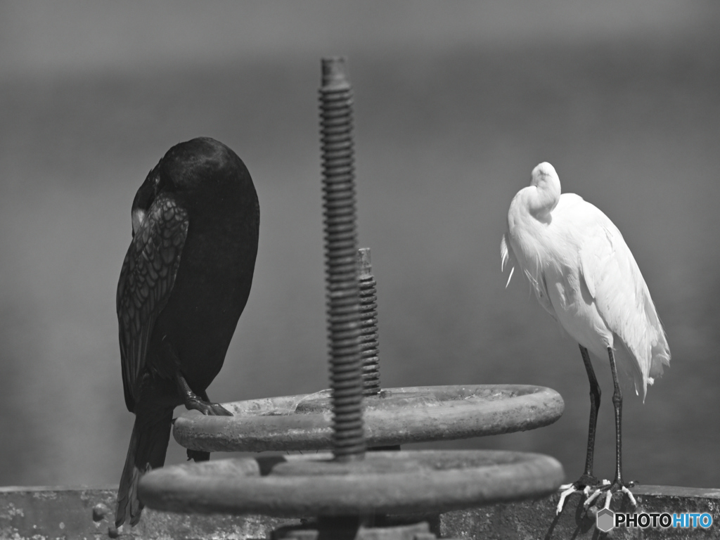 Black＆White