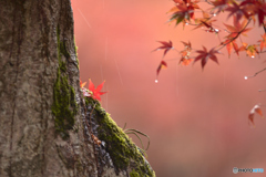 雨音