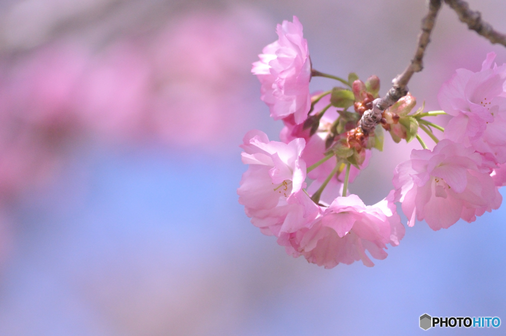 桜色