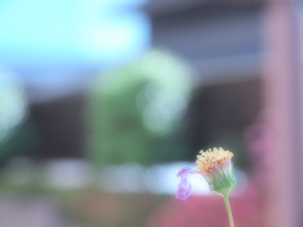 ソフトフォーカス