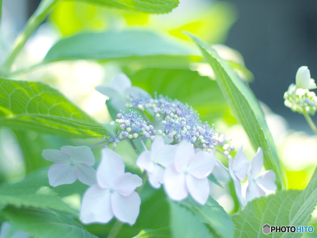 hydrangea