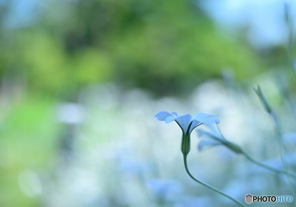 試し撮り散歩Ⅱ