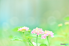 涼やかに