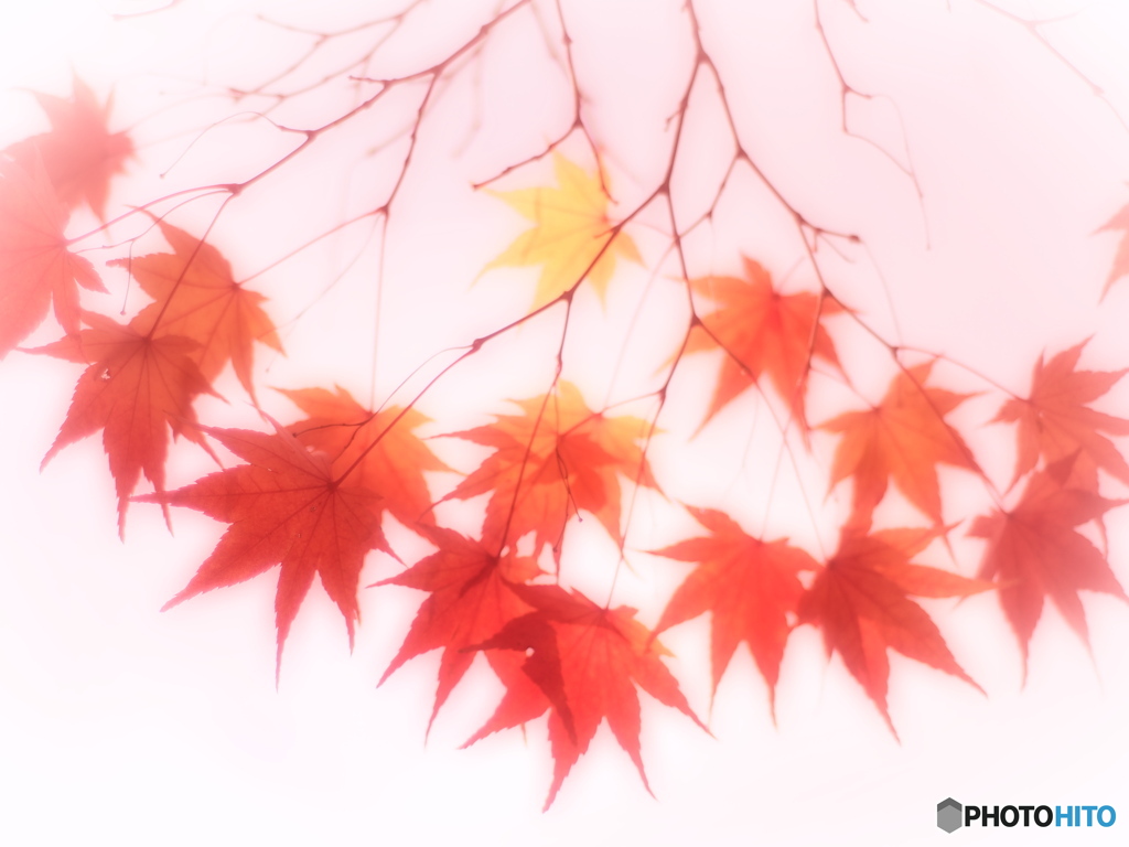 紅葉