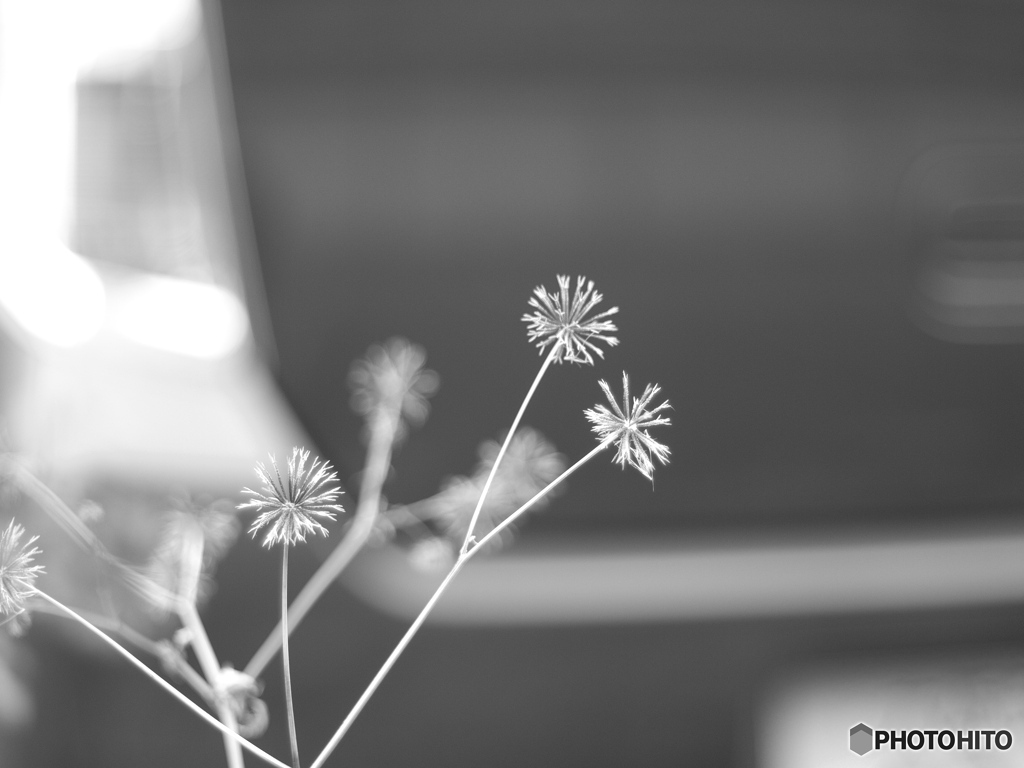 花火