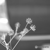 花火