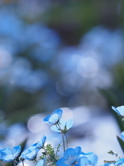 瑠璃唐草