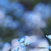 瑠璃唐草