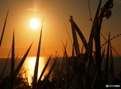 夕日
