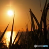 夕日