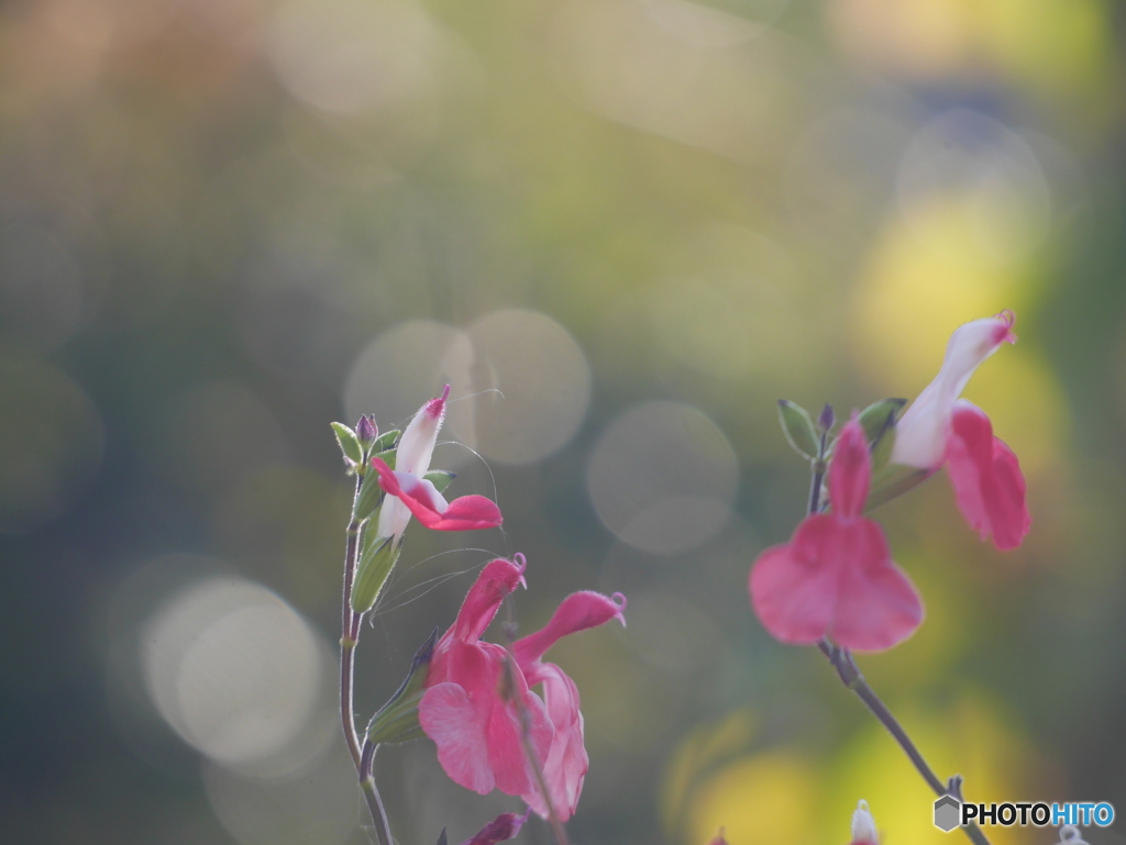 今朝の花